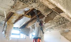 Best Attic Mold Removal  in Chester, WV